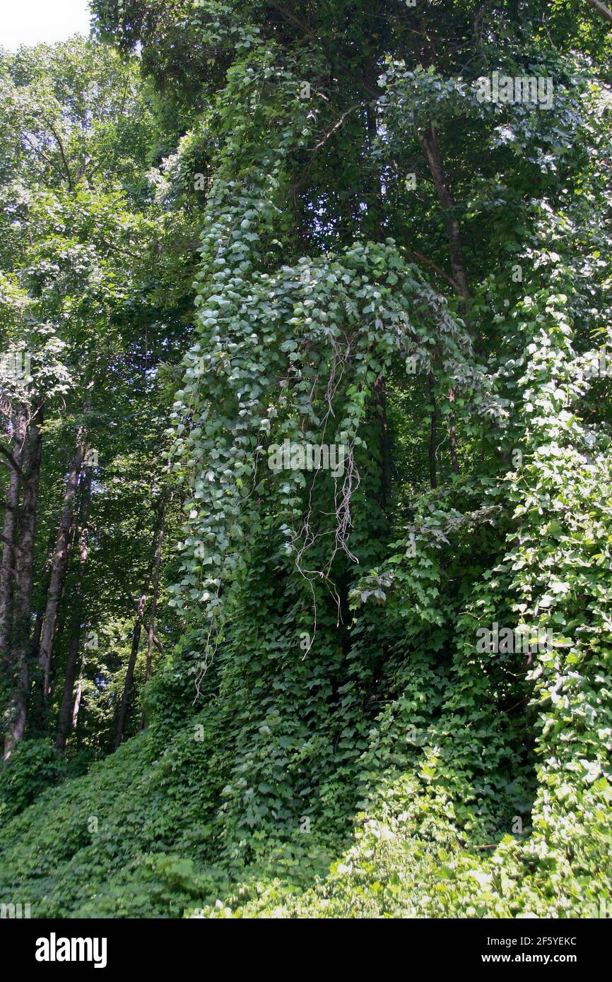 Ubicuo kudzu que cubre y fuma un árbol grande en el norte Carolina  Fotografía de stock - Alamy