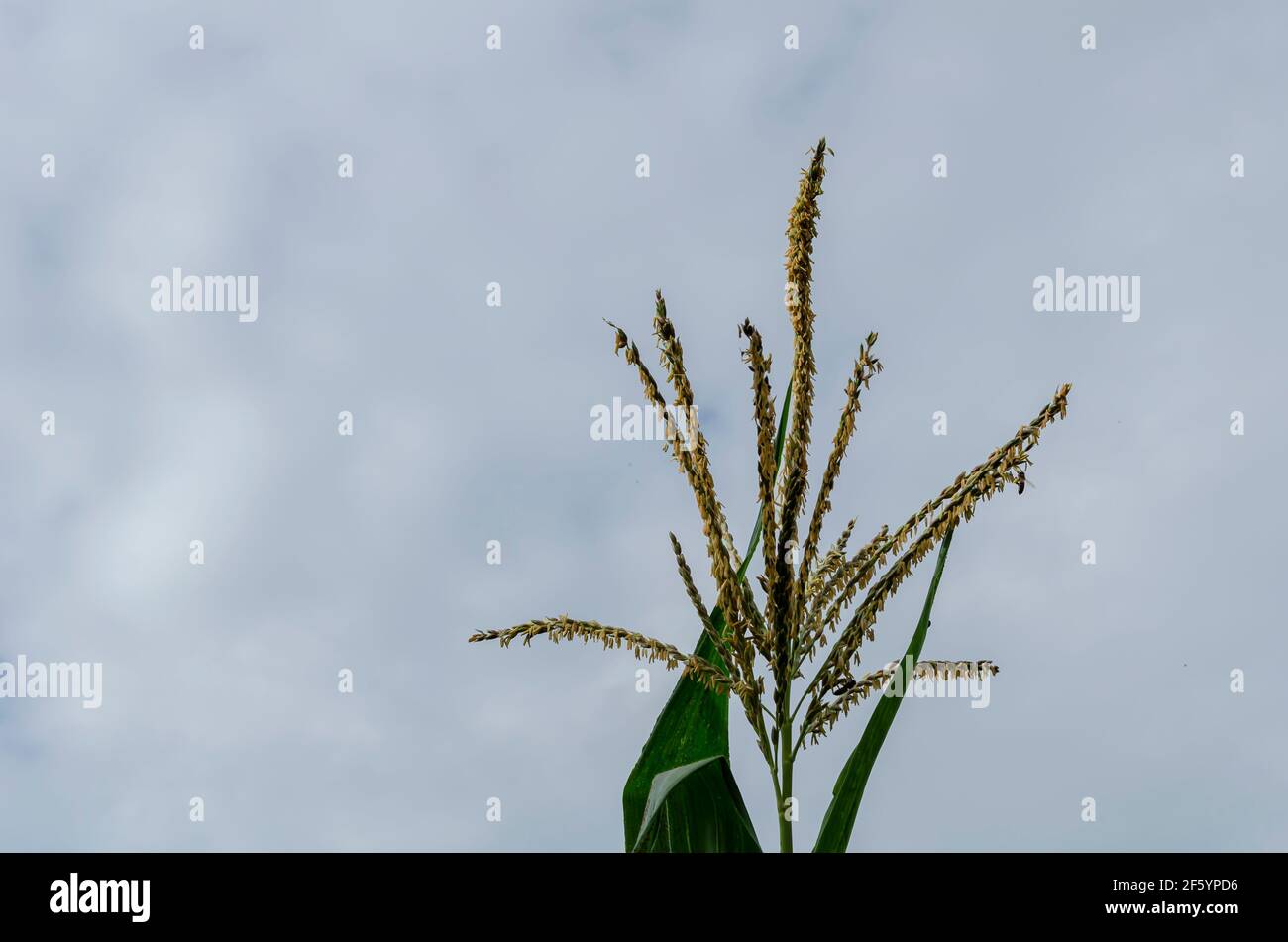 Planta de maíz en flor Foto de stock