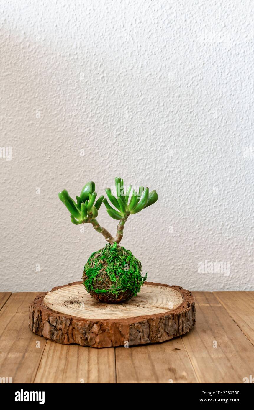 Kokedama pequeño (bola de musgo) De una planta suculenta llamada Crassula ovata gollum o hobbit Foto de stock