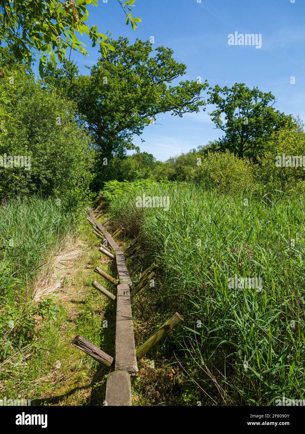 Una réplica del humedal Neolítico Sweet Track en la Reserva Natural Nacional de Shapwick Heath, parte de los Alguaciles Avalon en Somerset, Inglaterra. Foto de stock