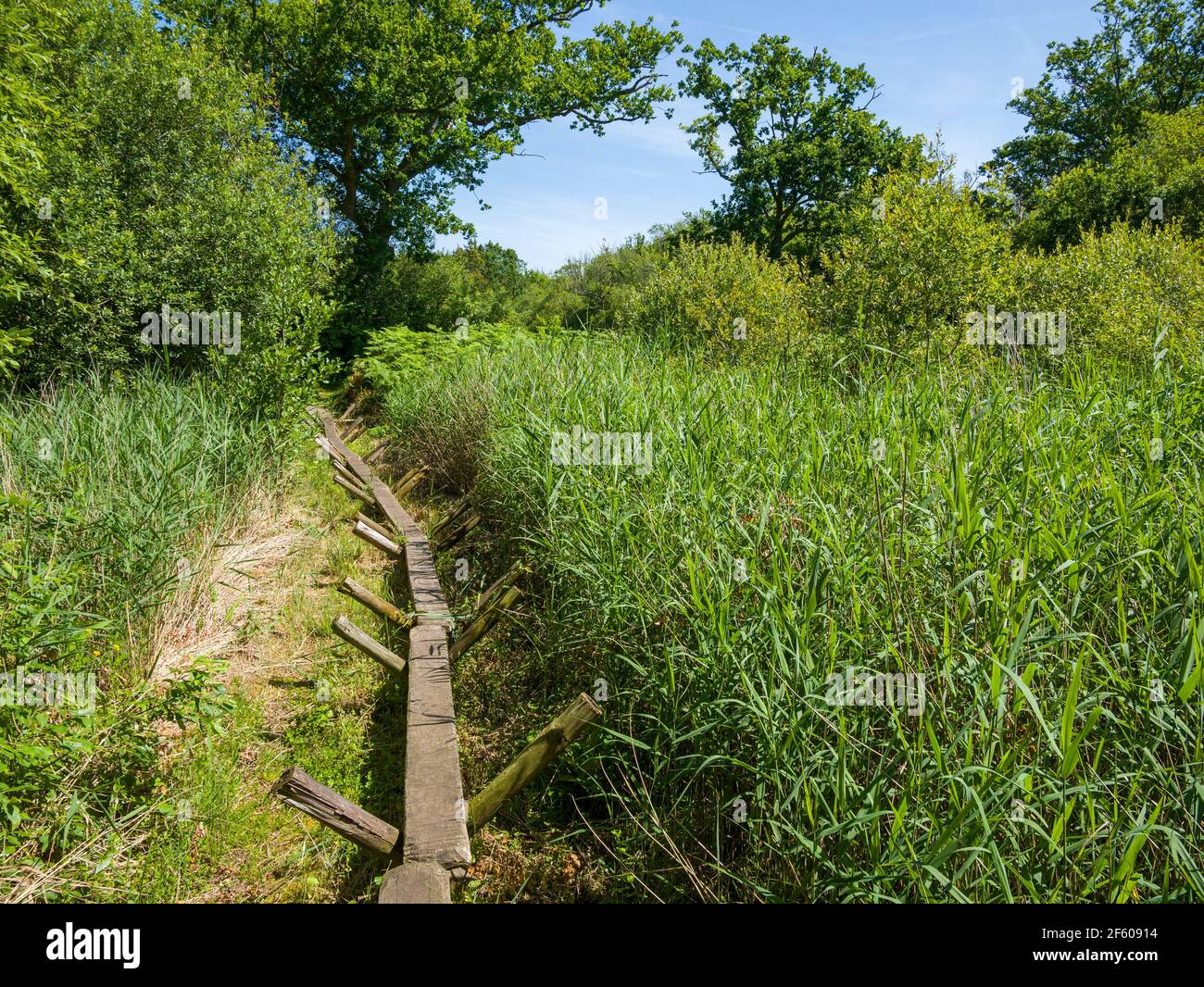 Una réplica del humedal Neolítico Sweet Track en la Reserva Natural Nacional de Shapwick Heath, parte de los Alguaciles Avalon en Somerset, Inglaterra. Foto de stock