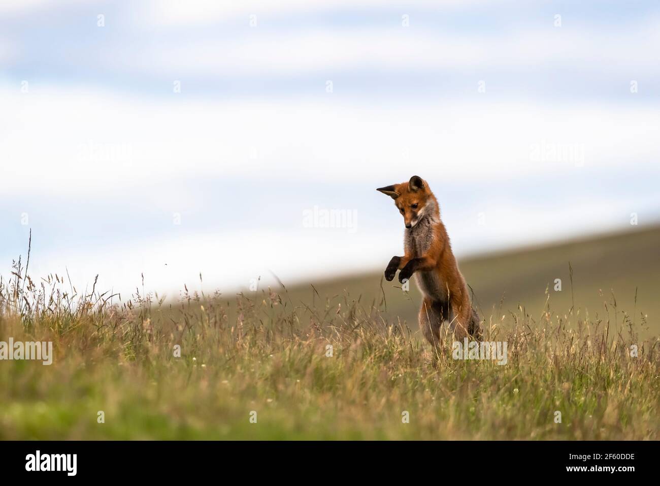 Joven zorro rojo (vulpes vulpes) jugando, Northumberland parque nacional, Reino Unido, Foto de stock