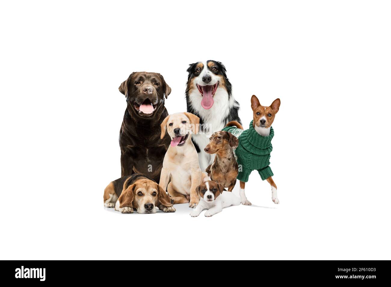 Lindo perros o mascotas que se ve feliz aislado sobre fondo blanco. Fotos  de estudio. Collage creativo de diferentes razas de perros. Folleto para su  anuncio Fotografía de stock - Alamy