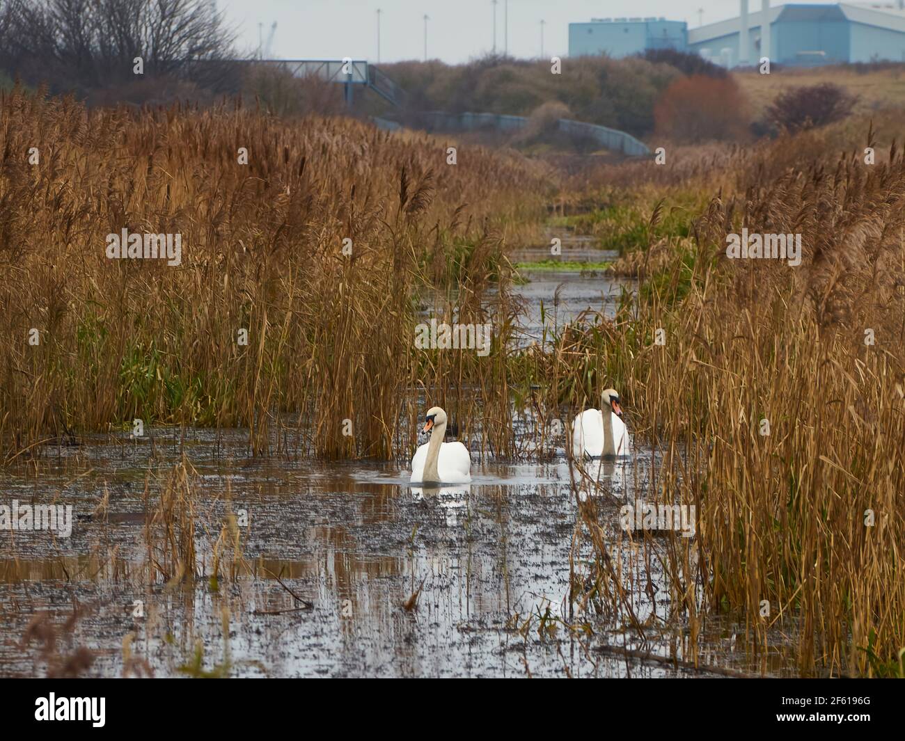 La industria y la naturaleza co-existentes - los cisnes nadan a través de las aguas tranquilas, llenas de caña de un arroyo con una instalación industrial en el horizonte lejano. Foto de stock
