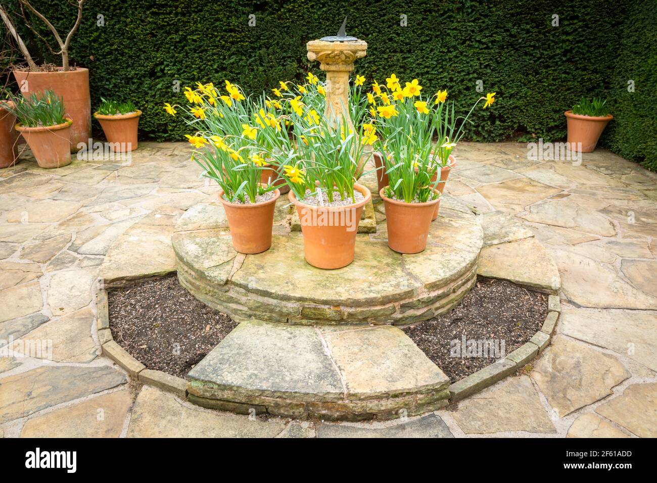 Narcisos en macetas de terracota en un patio de piedra Fotografía de stock  - Alamy