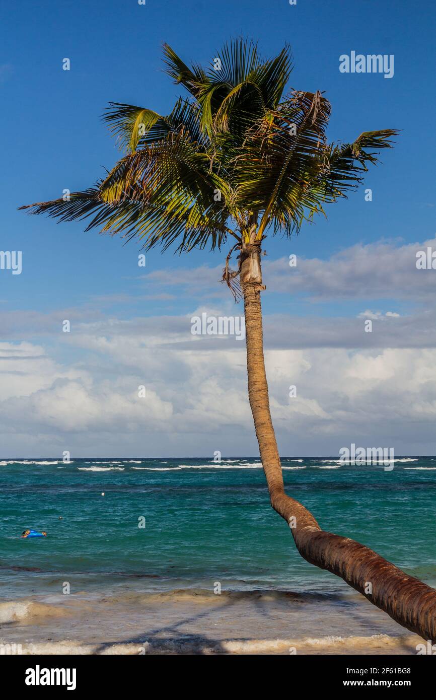 Palma en la playa de Bávaro, República Dominicana Foto de stock