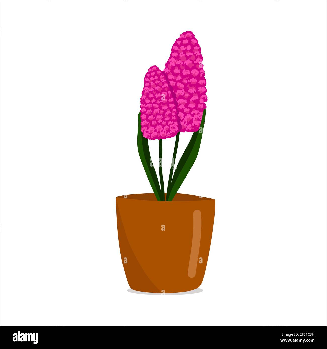 Jacinto rosa púrpura en una olla, hermosa flor de primavera en una olla  marrón, un regalo para el día de las mujeres, ilustración vectorial en  estilo de dibujos animados, plano, dibujo a