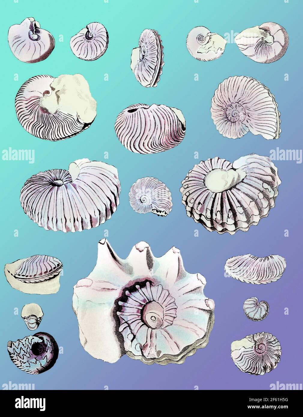 Cretácico Nautili y fósiles ammonitas Foto de stock