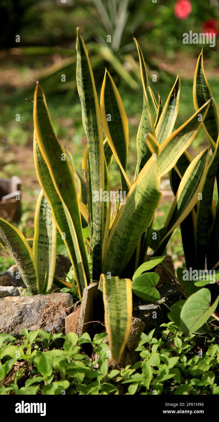 salvador, bahía / brasil - 16 de junio de 2020: La planta de Dracaena  trifasciata popularmente conocida como la espada de San Jorge o espada de  Ogum, se ve en un condomín