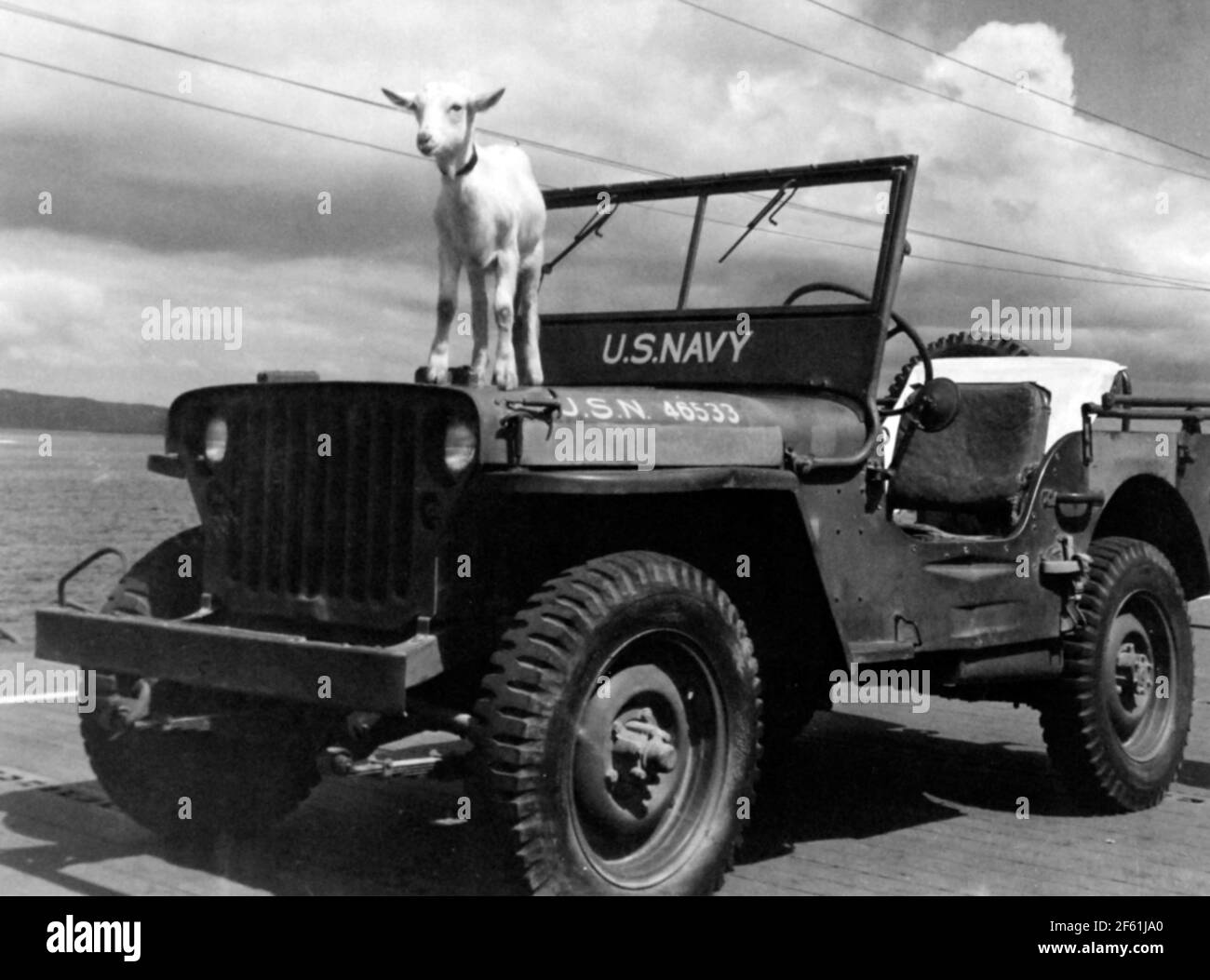 Stinky, USS Chenango mascota, 1943 Foto de stock