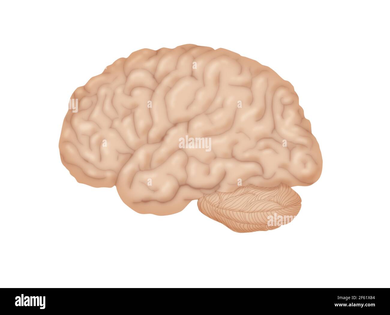 Cerebro humano, Vista lateral Foto de stock