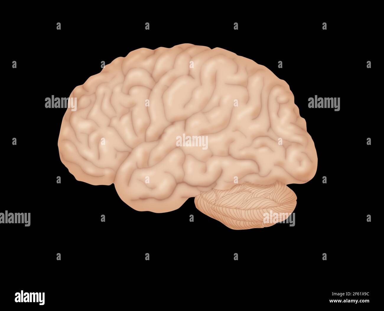 Cerebro humano, Vista lateral Foto de stock