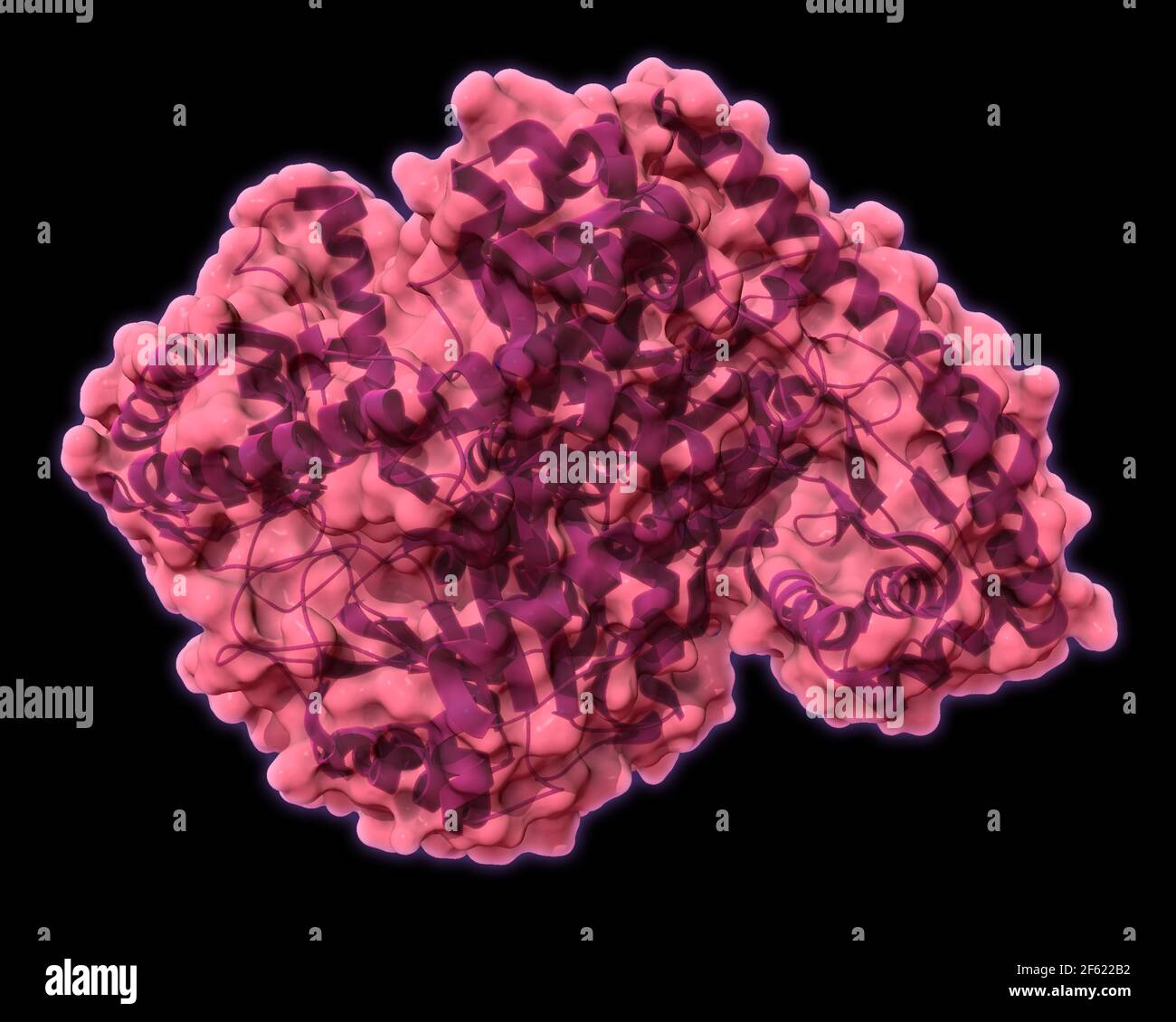 Alanina transaminasa, Modelo molecular Fotografía de stock Alamy