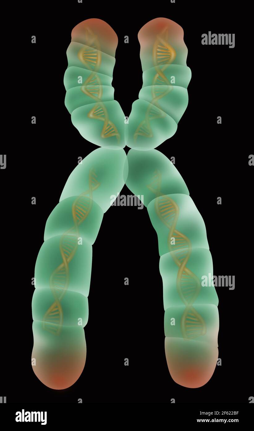 Estructura cromosómica, Ilustración Foto de stock