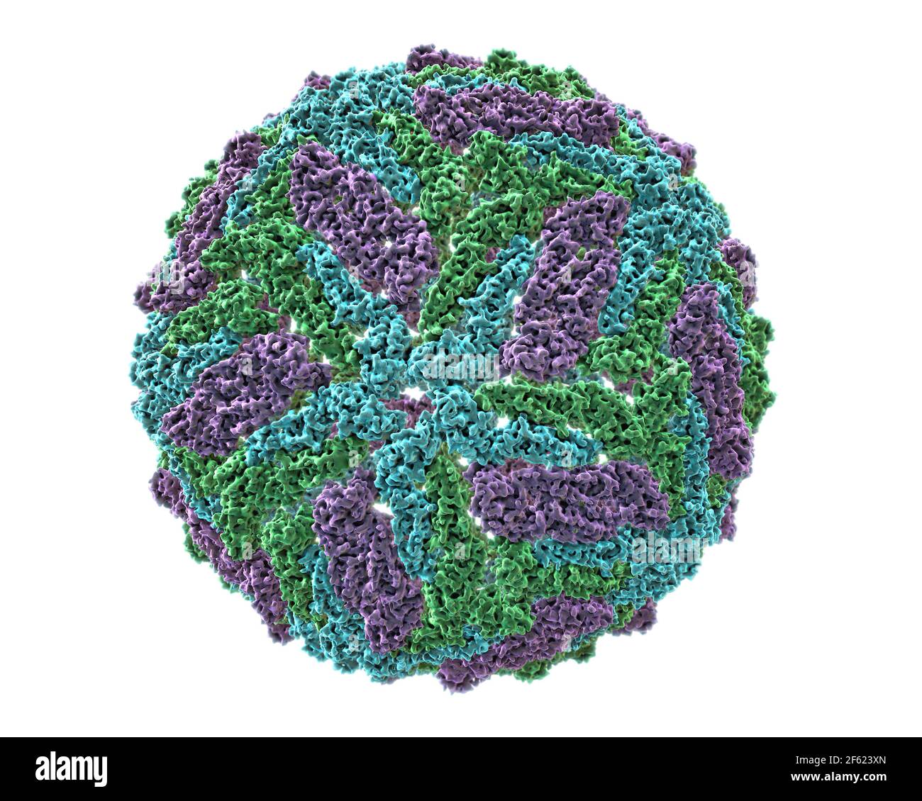 Virus Zika (Flavivirus), Modelo molecular Foto de stock
