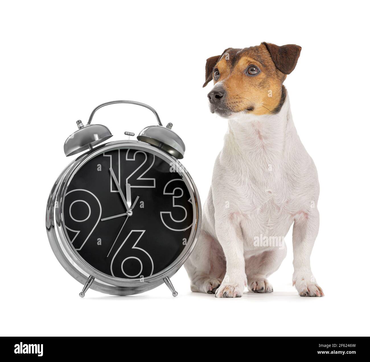 Lindo perro con reloj despertador sobre fondo blanco Fotografía de stock -  Alamy