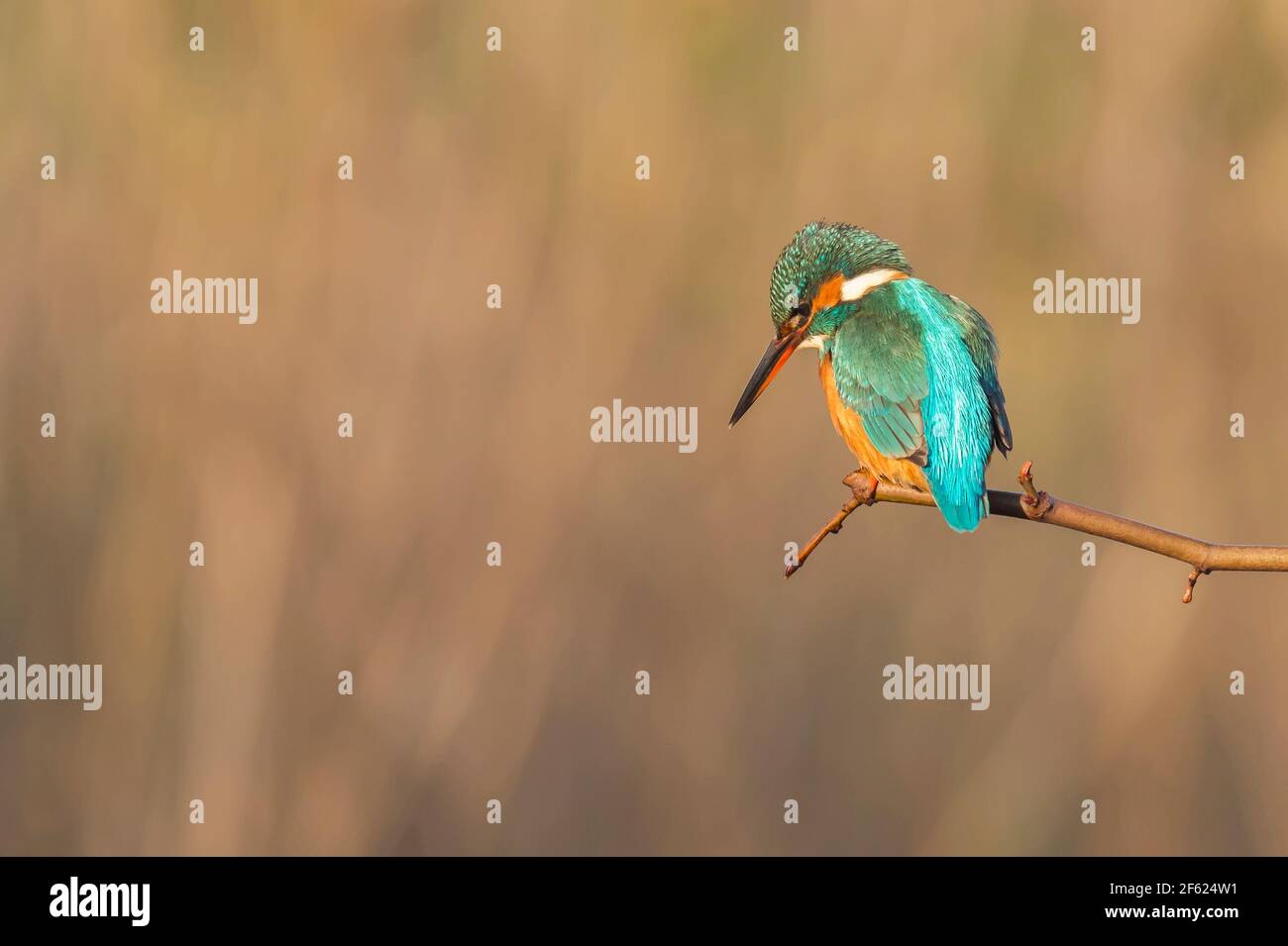 Alcedo Ateste Kingfisher Foto de stock