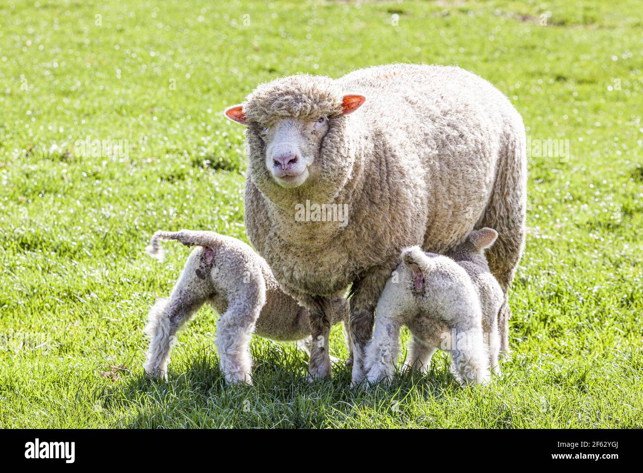Una oveja Cotswold (oveja) succionando corderos gemelos en el pueblo Cotswold de Middle Duntisbourne, Gloucestershire, Reino Unido Foto de stock