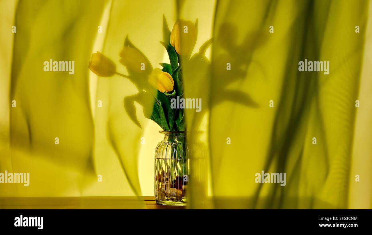 Tulipanes amarillos en un jarrón, medio cubierto de organza en el viento Foto de stock
