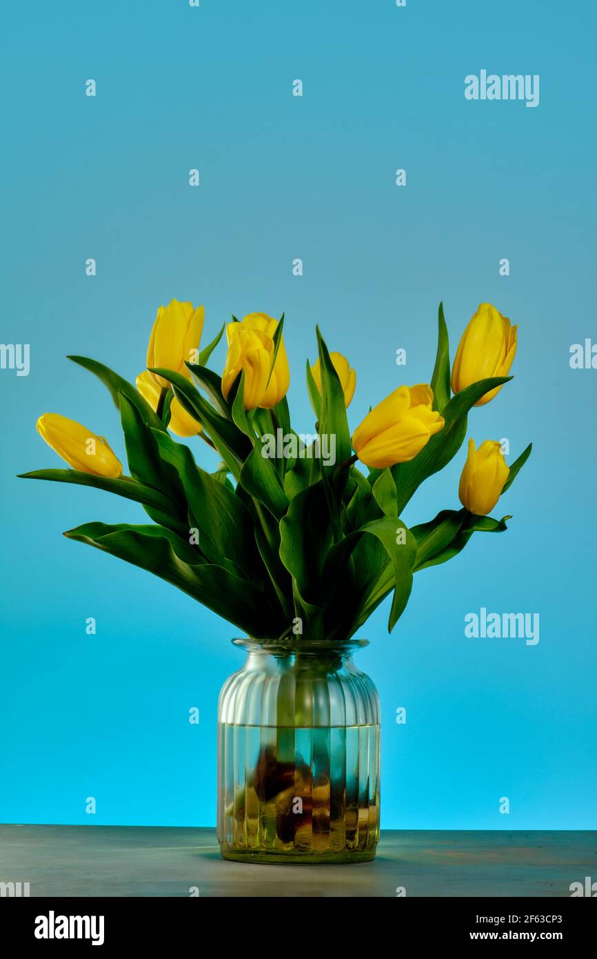 Los tulipanes son siempre actualizados, modernos y nos envían de vuelta a Holanda, aunque sabemos que fueron originalmente cultivados en Turquía y dados a Holanda, Foto de stock