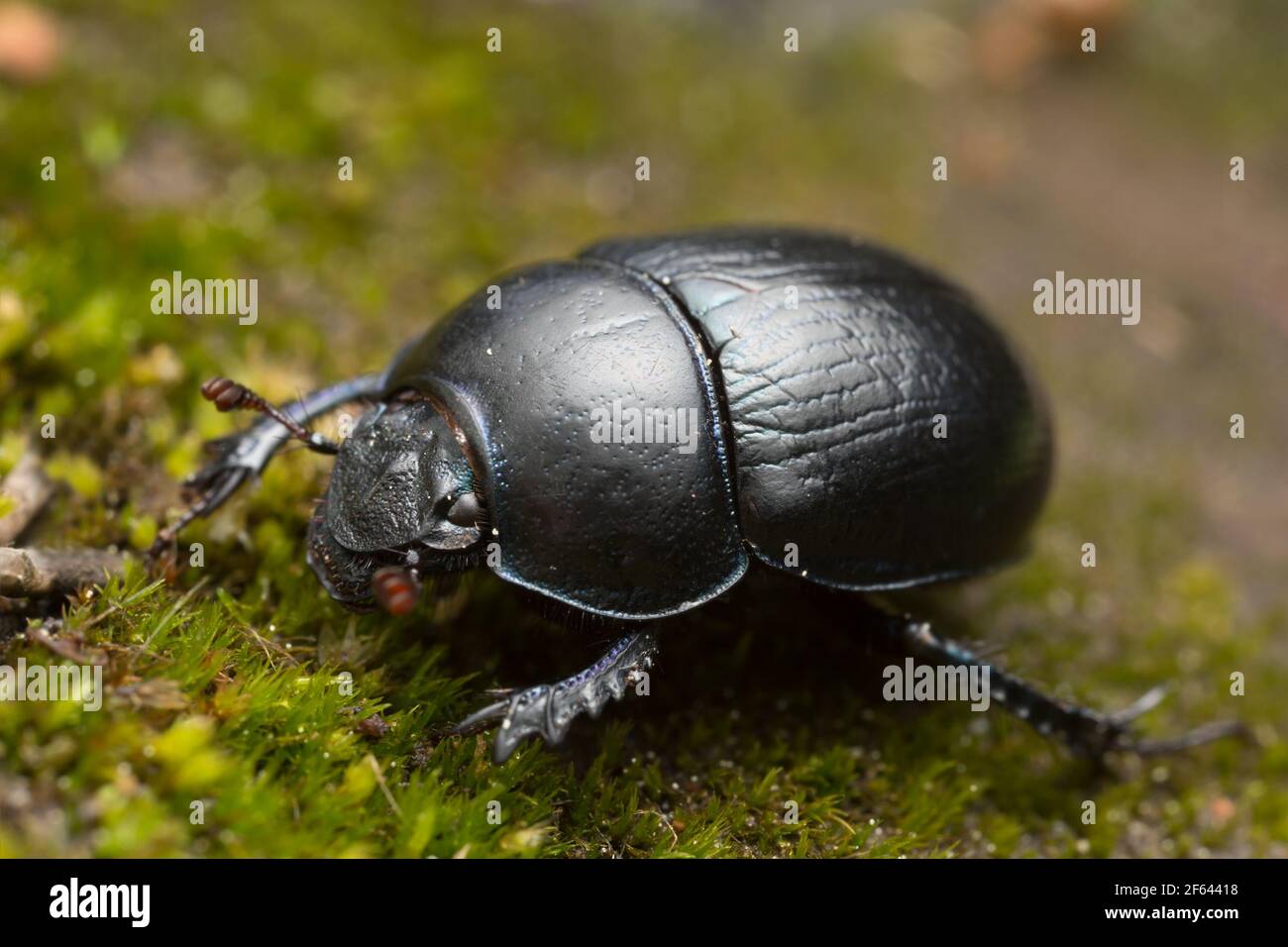 Dor escarabajo en el mandoDor escarabajo en el suelo Foto de stock