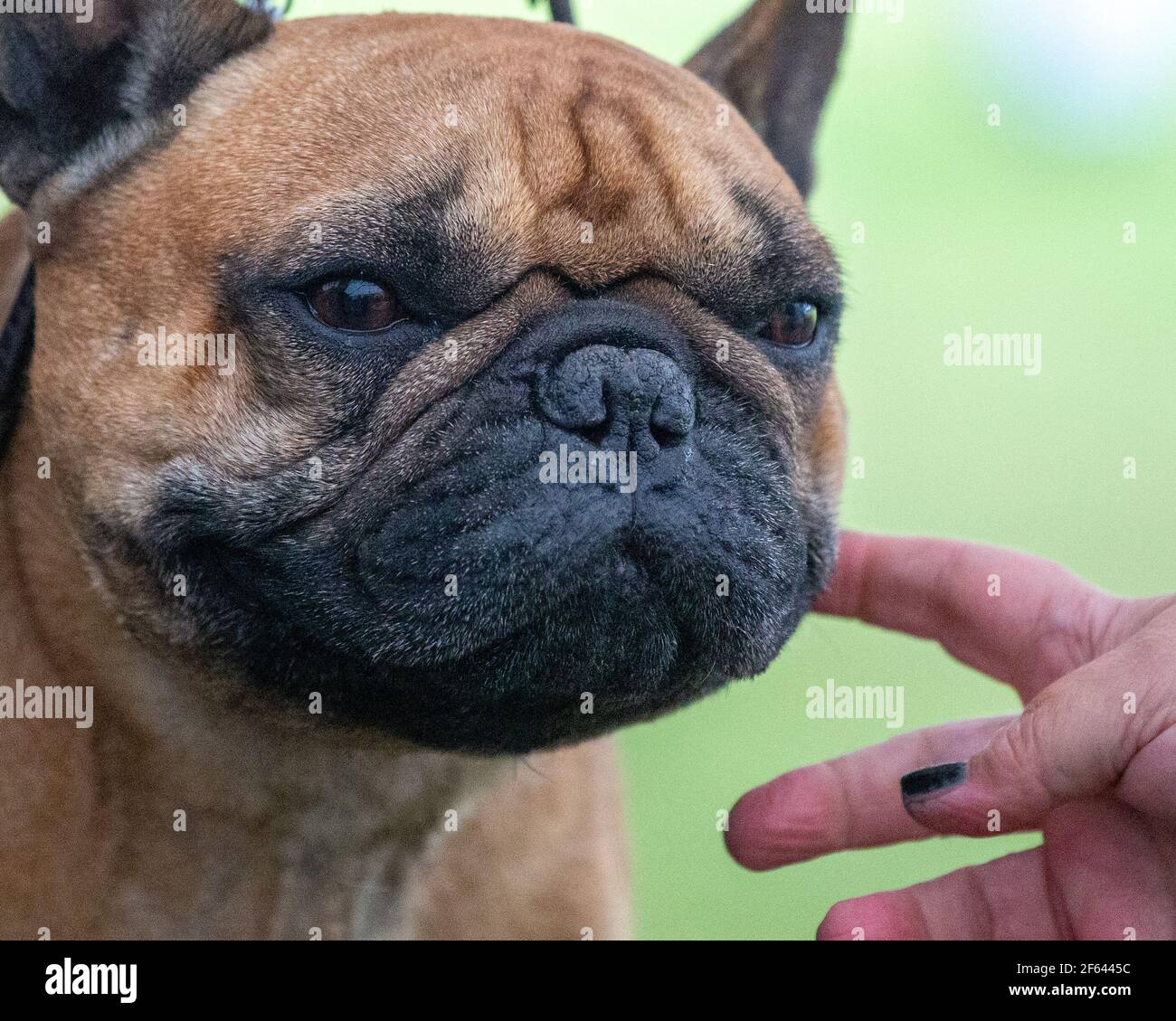Bulldog francés de cara plana con pliegues faciales pesados, nares estenóticos y sin vibrissae Foto de stock