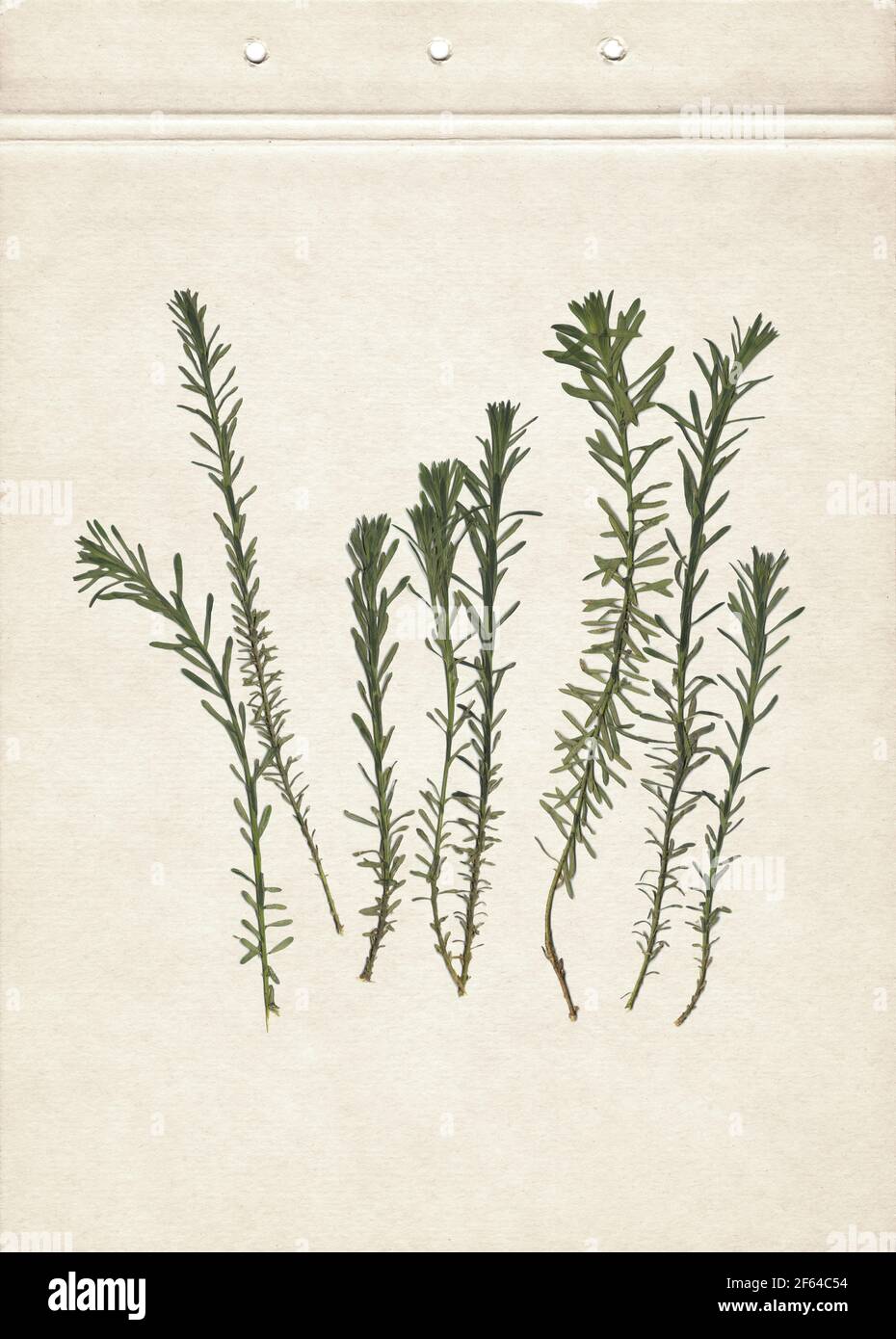 Hierbas prensadas y secas. Imagen escaneada. Herbario vintage fondo sobre papel antiguo. Composición de la hierba sobre un cartón. Foto de stock