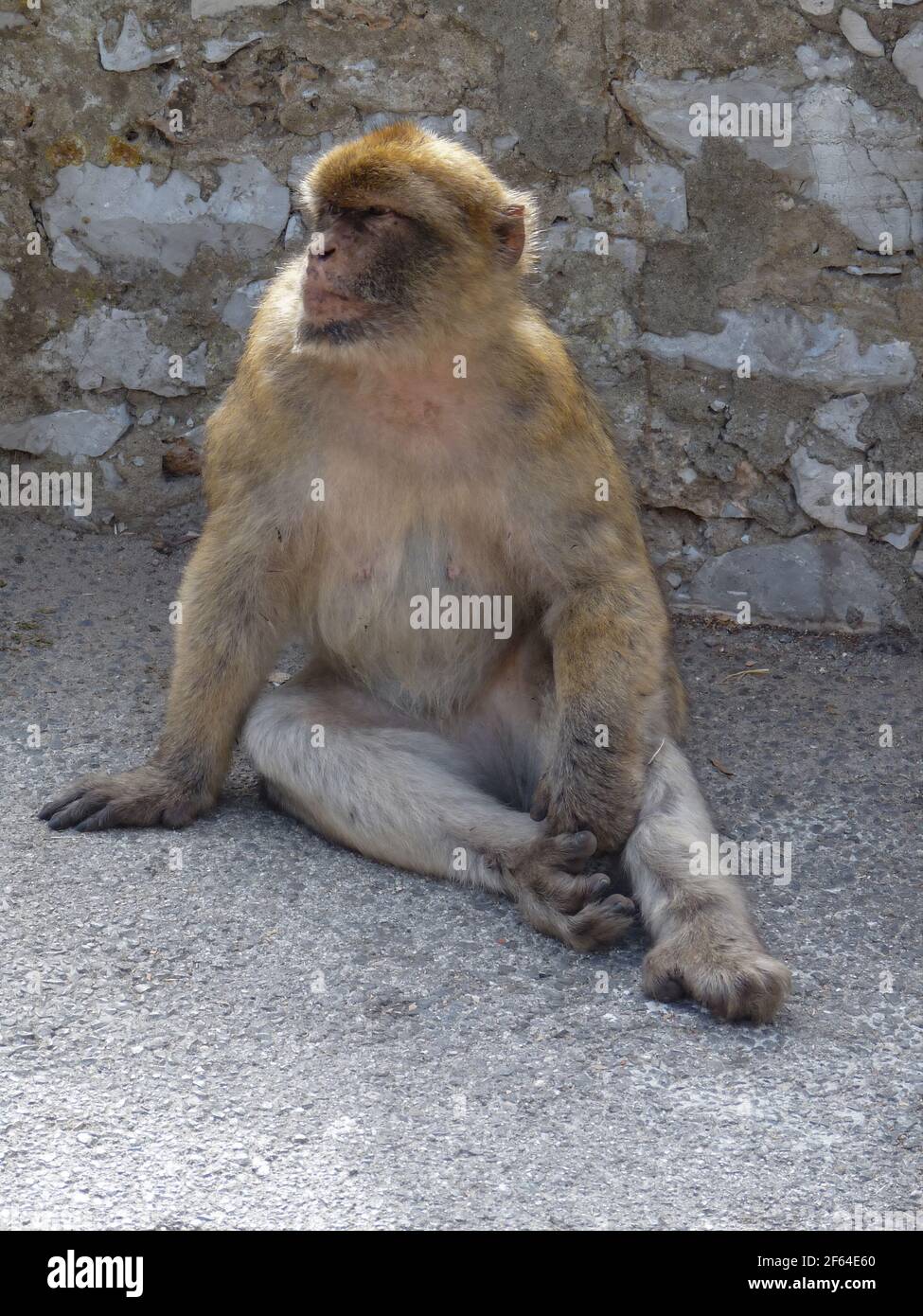 Gibraltar Rock ape. Ella está mirando a las personas que pasan Foto de stock