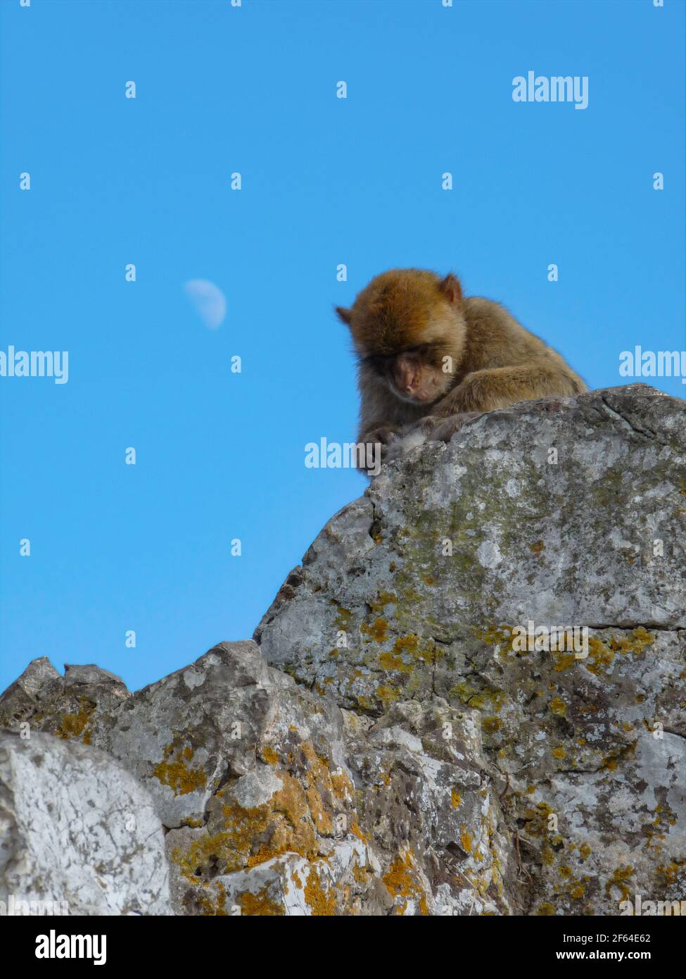 Gibraltar Rock ape. Está mirando una roca Foto de stock