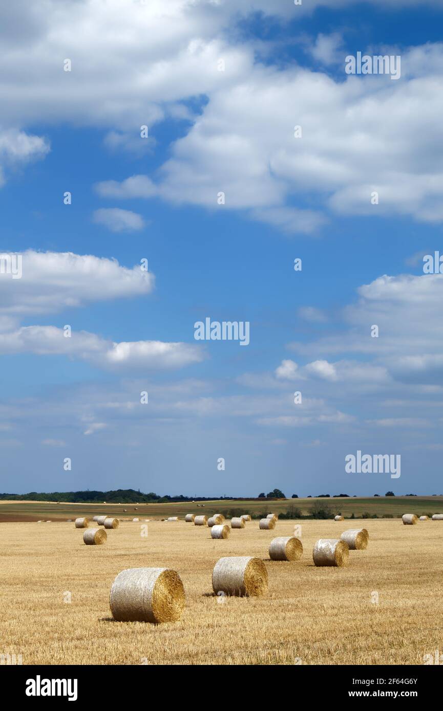 Reino Unido, Yorkshire del Sur, Doncaster, Drum Hay Bales en el campo cerca de Melton Alto Foto de stock