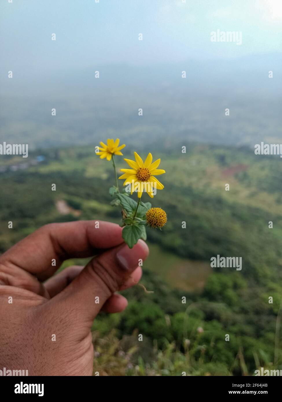las flores se mantienen en la mano a gran altitud con un agradable  antecedentes como gesto para ser agradecido o disculparse Fotografía de  stock - Alamy