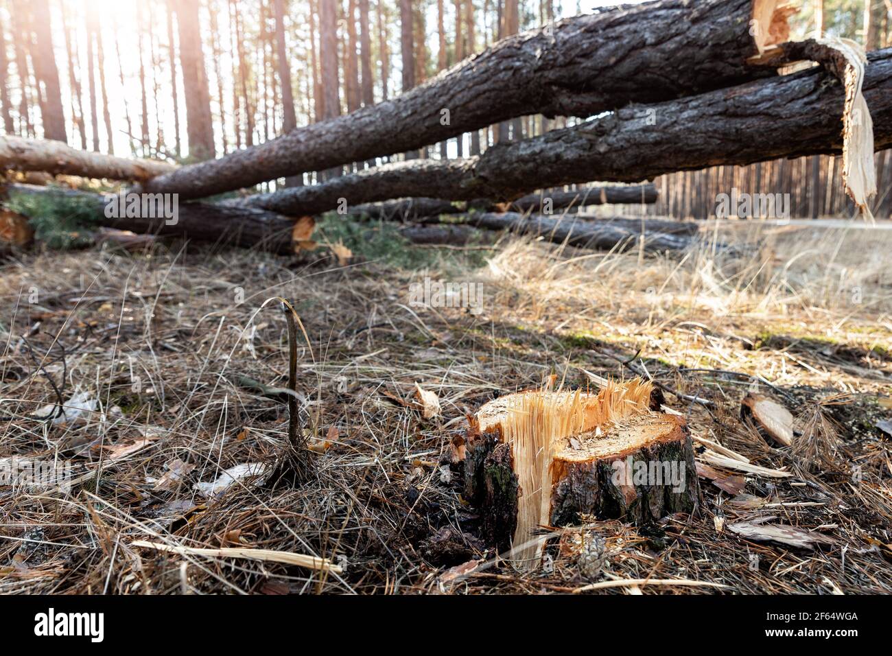 Talando grandes troncos de pino conífero en el paisaje del bosque. Deforestación comercial industrial. Naturaleza desastre y medio ambiente peligro concepto Foto de stock