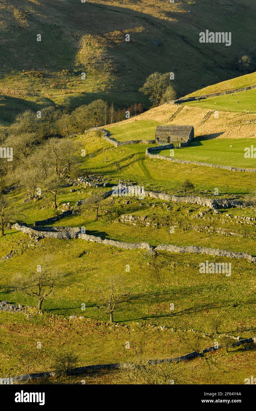 Paisaje escénico soleado Wharfedale (vallas altas, granero de piedra, colina empinada, paredes de piedra caliza, pastos de pastoreo de ovejas) - Yorkshire Dales, Inglaterra, Reino Unido. Foto de stock