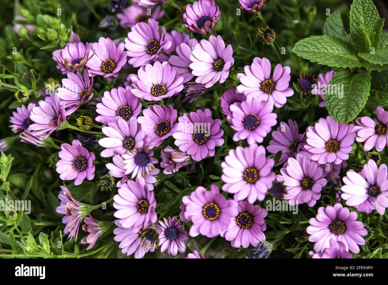 Flores de margaritas violetas, jardín botánico, naturaleza y paisaje  Fotografía de stock - Alamy
