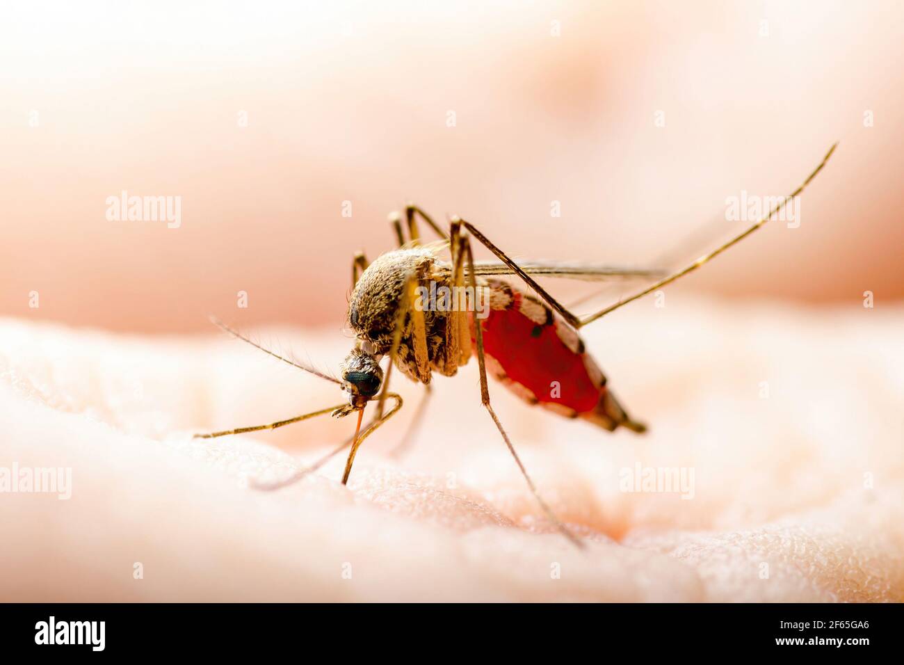 La encefalitis, la fiebre amarilla, la Malaria, el Mayaro o Zika Mosquito Culex infectados con virus de macro de insectos parásitos de la piel Foto de stock
