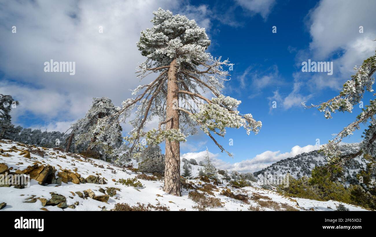 Monumental pino negro en la cima del pico Olimpo, las montañas Troodos, Chipre en invierno Foto de stock