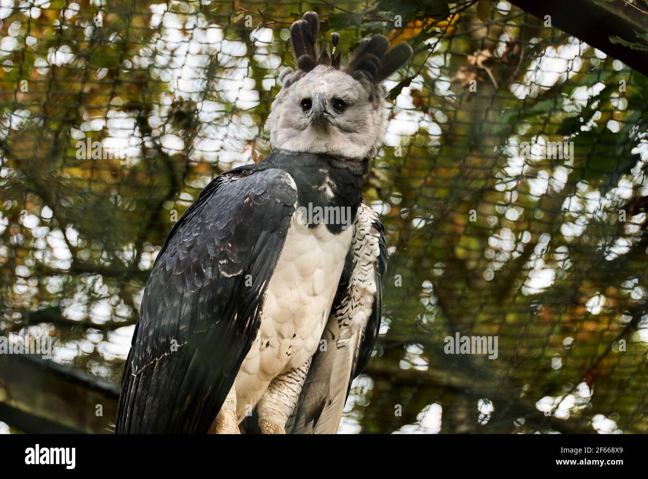 El águila arpía, Harpia harpyja también se llama águila arpía americana es  una de las especies más grandes de águilas en el mundo. Se puede encontrar  en la arriba Fotografía de stock -