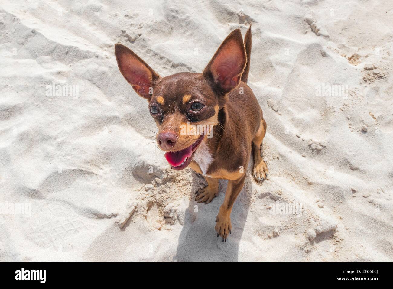 Perro mexicano marrón Chihuahua en la playa en Playa del Carmen México  Fotografía de stock - Alamy