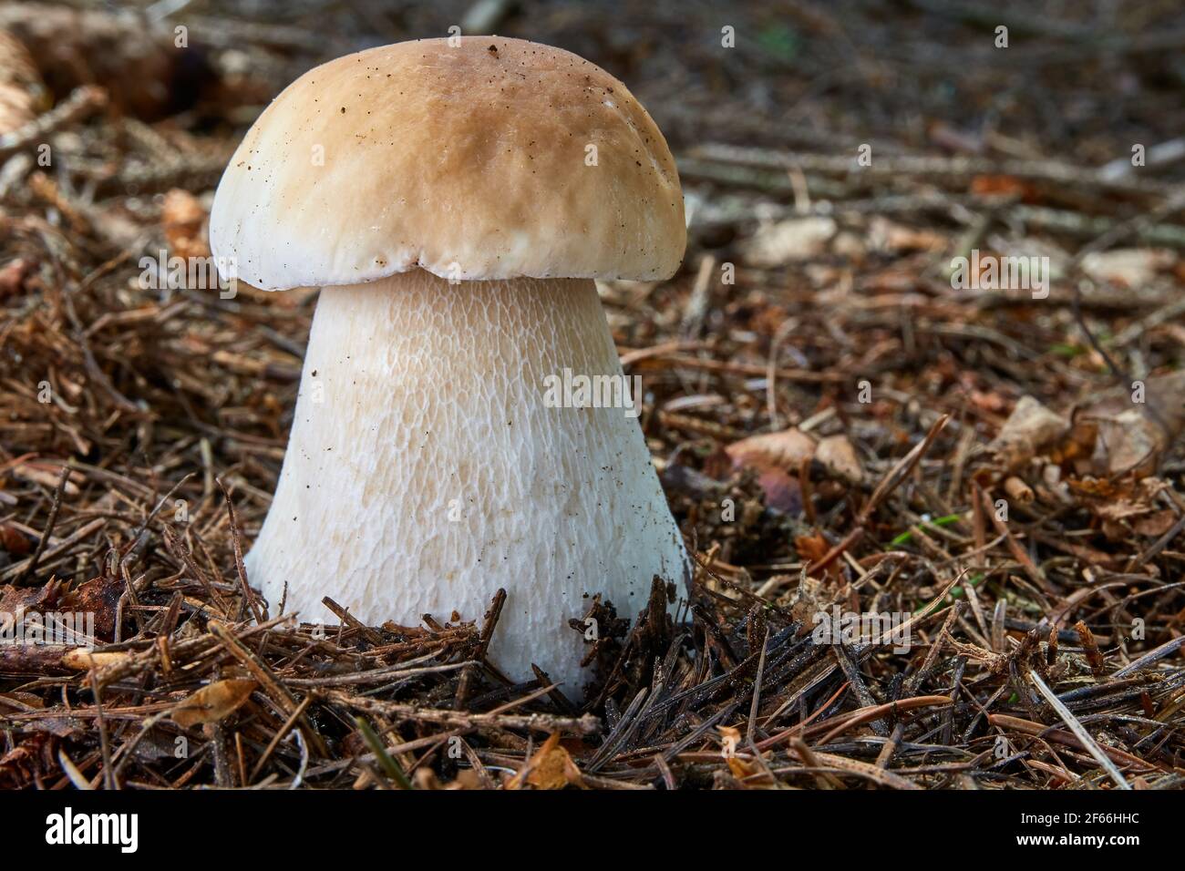 Boletus edulis seta comestible. Hongos en el medio natural. Inglés