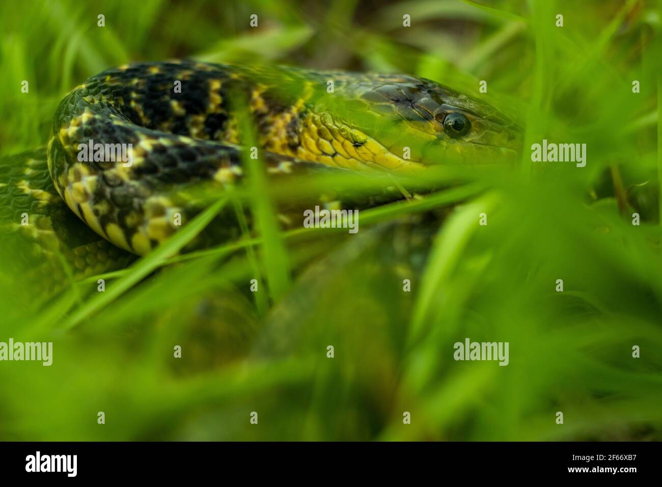 Amphibiesma stolatum es el nombre de una especie, parte del género  Amphibiesma. El buff rayó la serpiente de espalda de quilla sentada  redondeada en el verde hierba ocultar y Fotografía de stock -