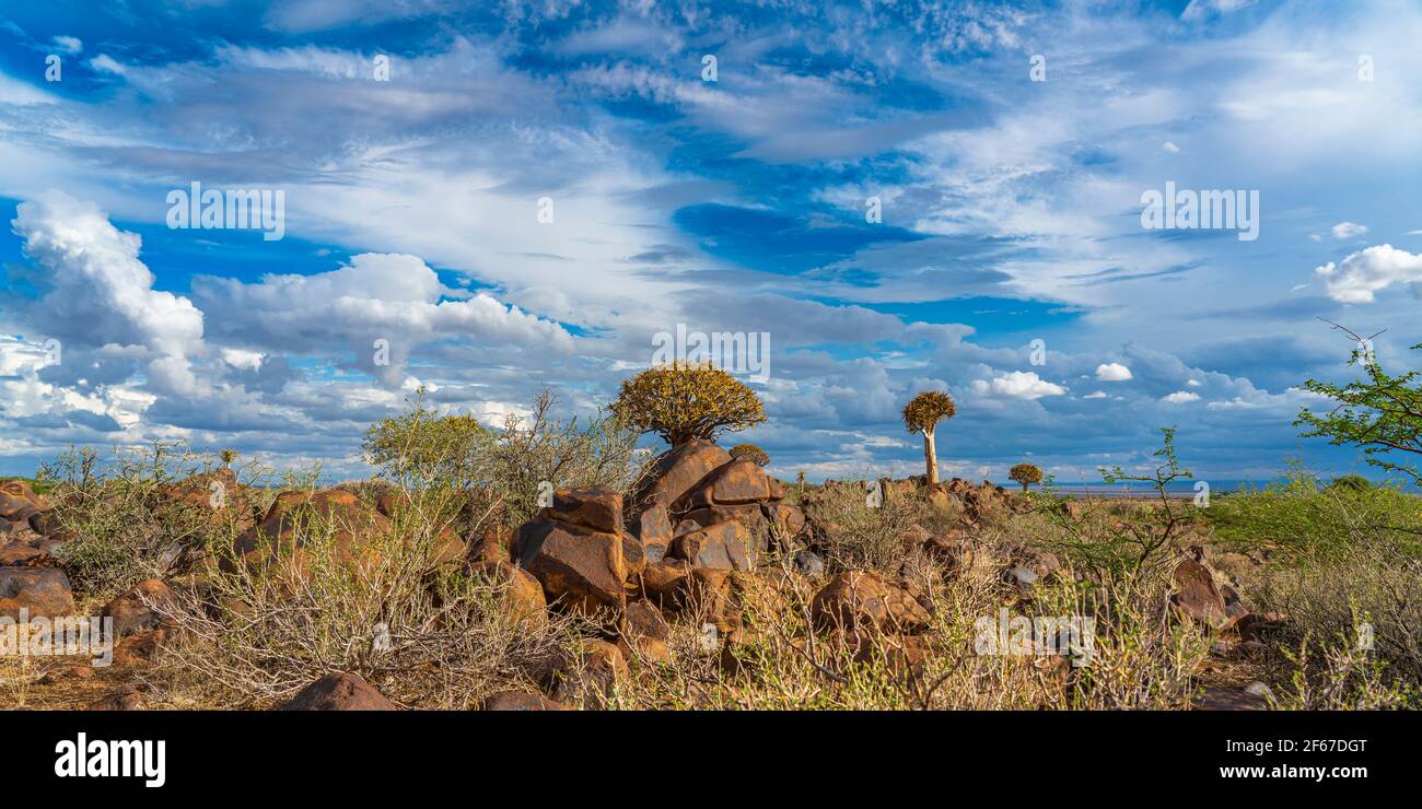 Árboles de siquiver en luz cálida, fondo azul cielo con hermosas nubes en Keetmanshoop, Namibia, panorama Foto de stock