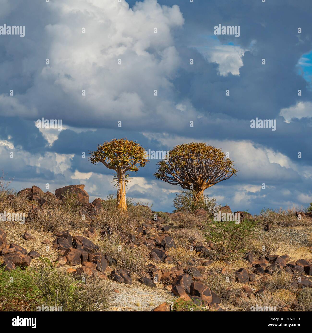 Árboles de siquiver en luz cálida, cielo azul de fondo con hermosas nubes en Keetmanshoop, Namibia Foto de stock