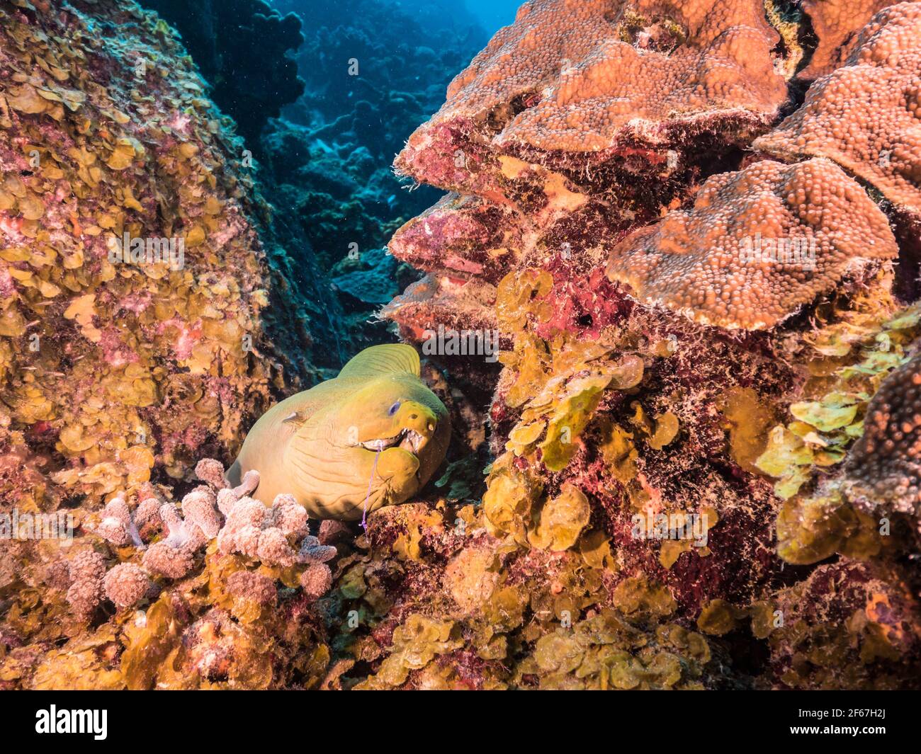 Pesca submarina fotografías e imágenes de alta resolución - Página 10 -  Alamy