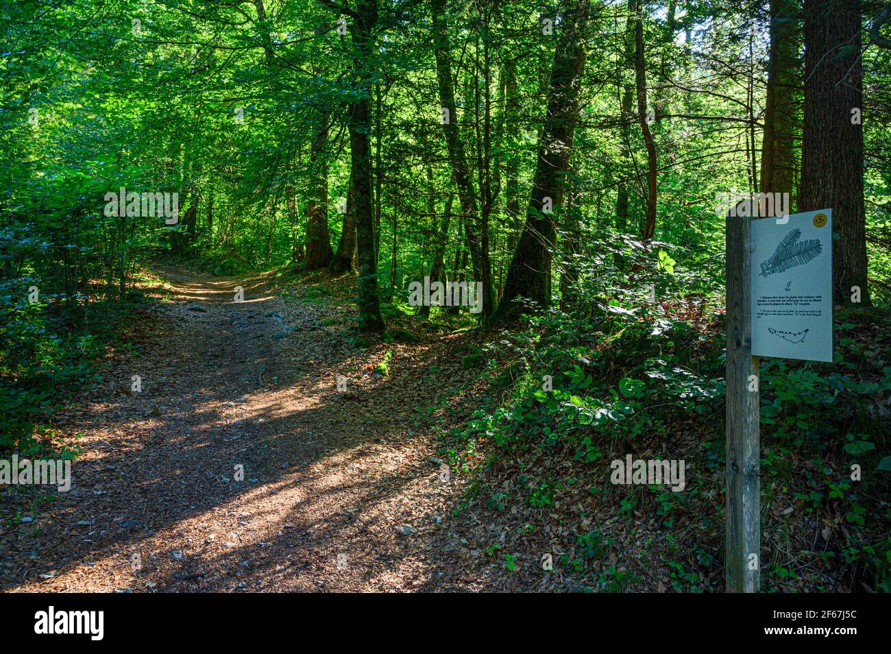 Sendero turístico vacío en bosque caducifolio. Tabla de información de senderos de la naturaleza de la educación. Belleza de la región montañosa de Giffre, Francia. Foto de stock