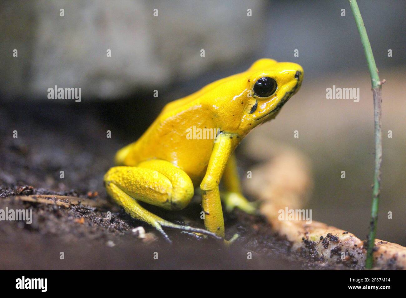 La terrible rana de dardo venenoso (Phyllobates bilis) la rana más venenosa Foto de stock