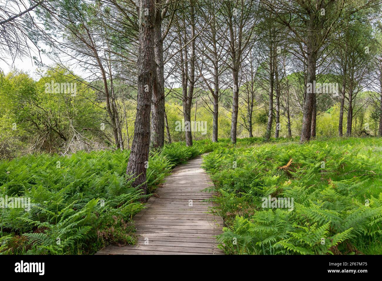 Camino de madera en el bosque para rutas de senderismo Foto de stock