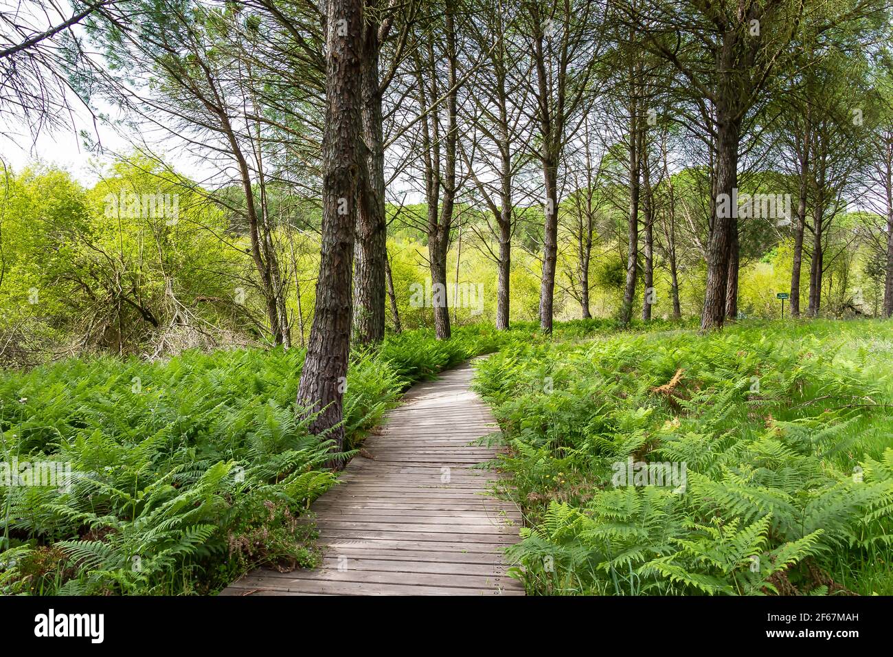 Camino de madera en el bosque de pino mediterráneo con helechos para rutas de senderismo Foto de stock