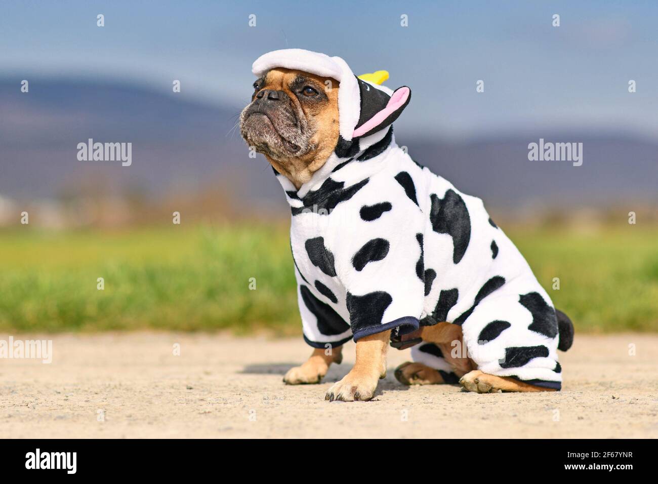 Perro Bulldog francés sentado con un divertido disfraz de vaca de Halloween  Fotografía de stock - Alamy