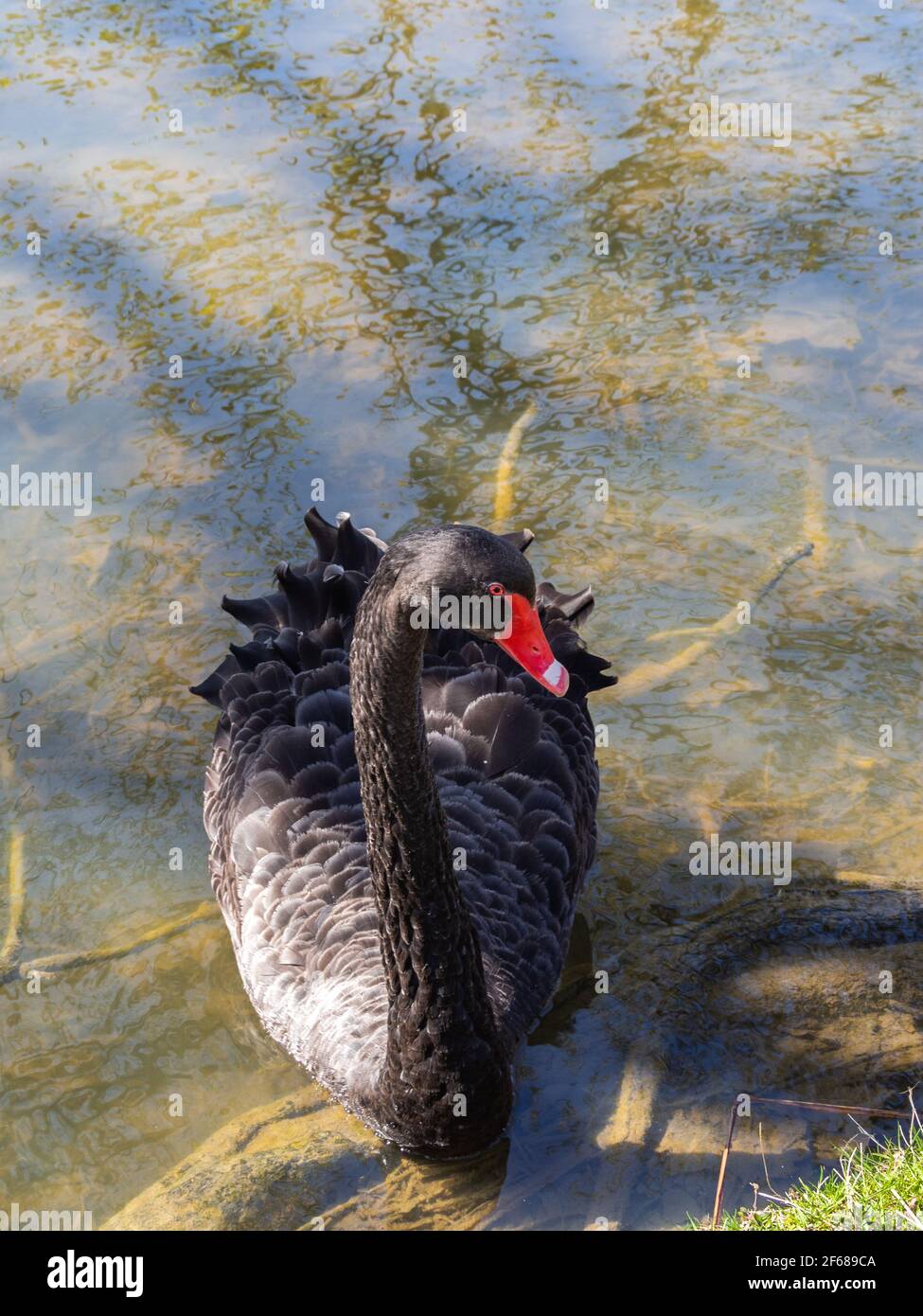 Un cisne negro en el lago Foto de stock
