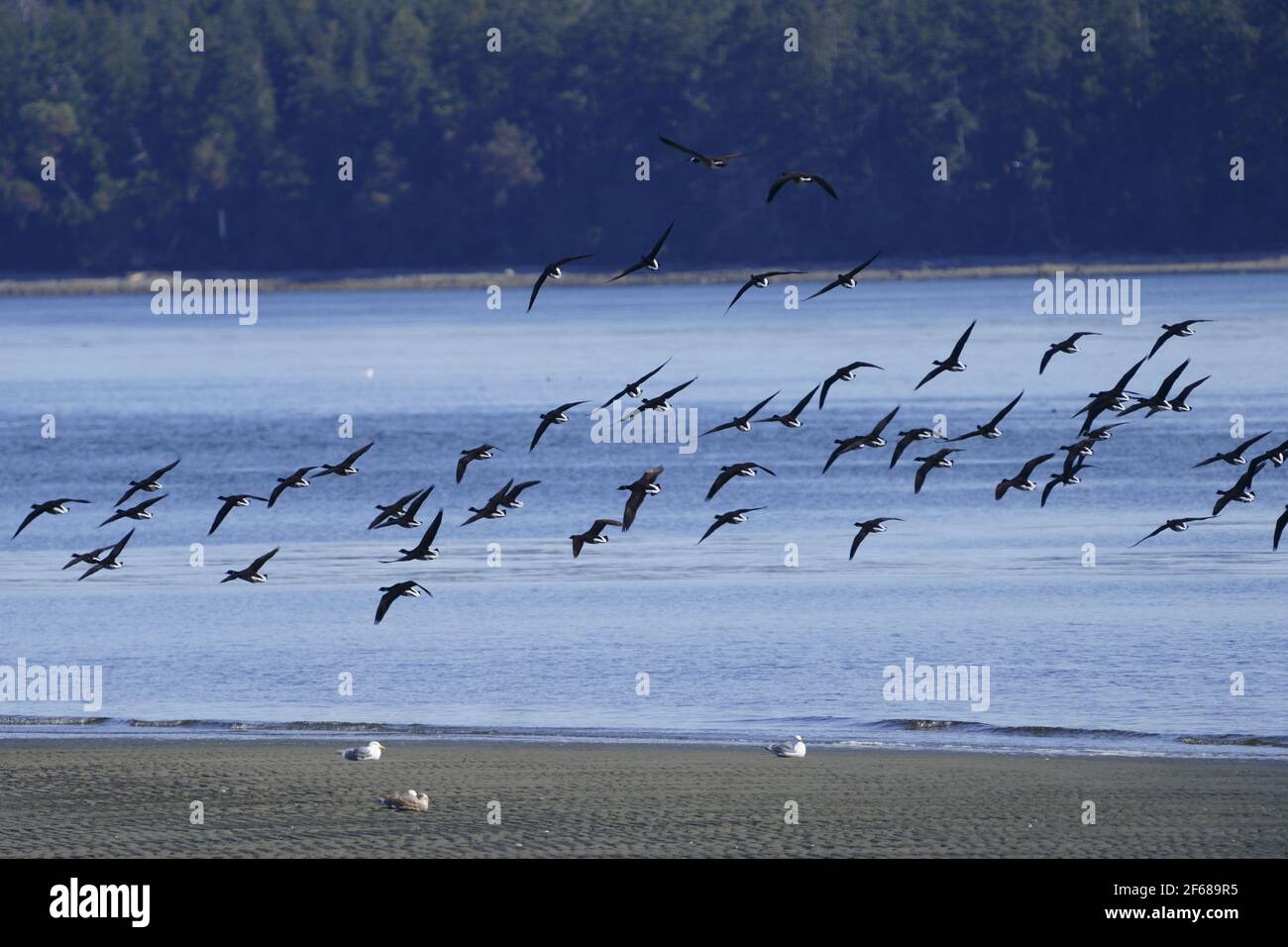 Brent geese emigrando Foto de stock